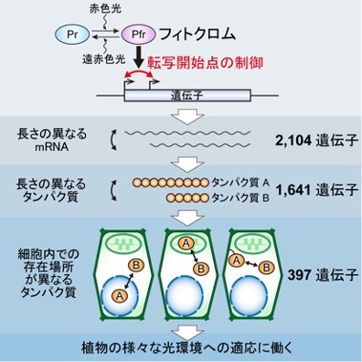 fig1