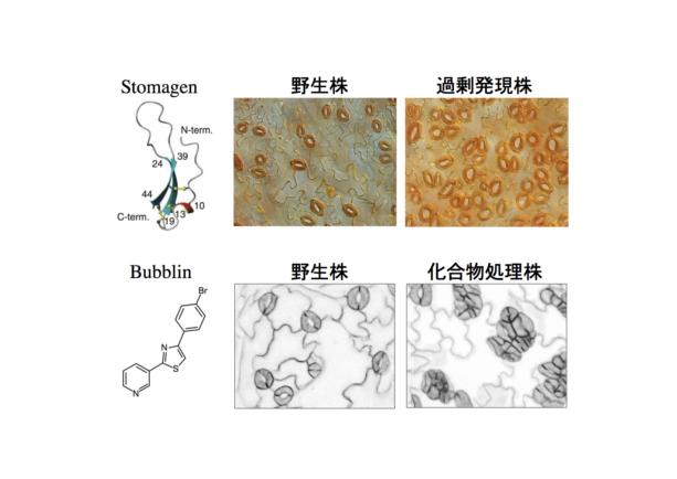 fig2